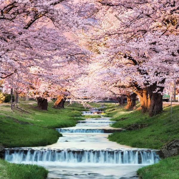 cherry-blossoms-kawageta-fukushima-japan